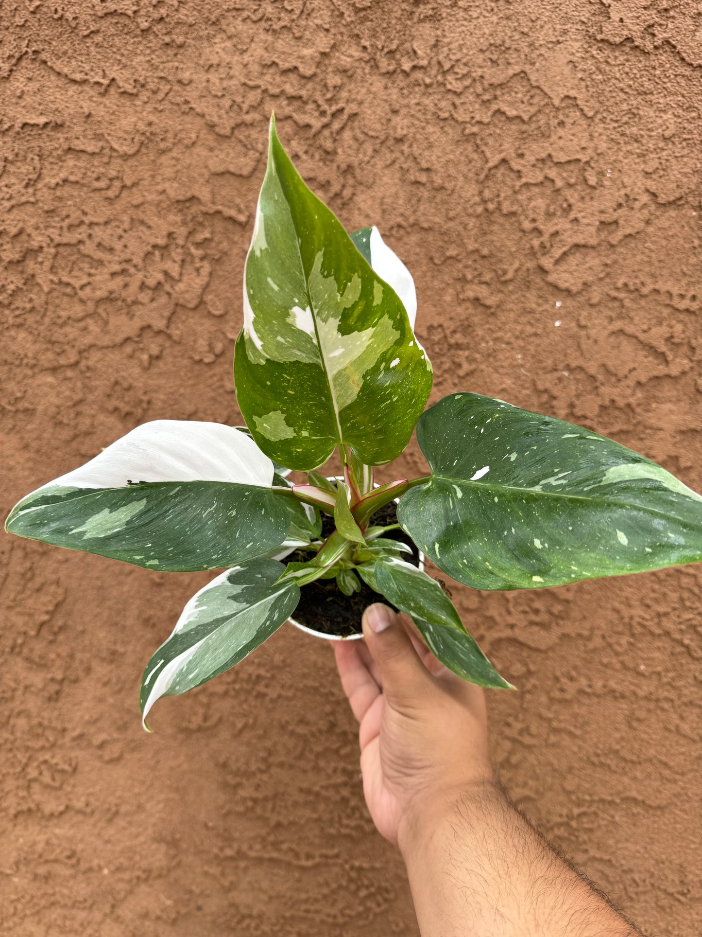 White Princess Philodendron 4”