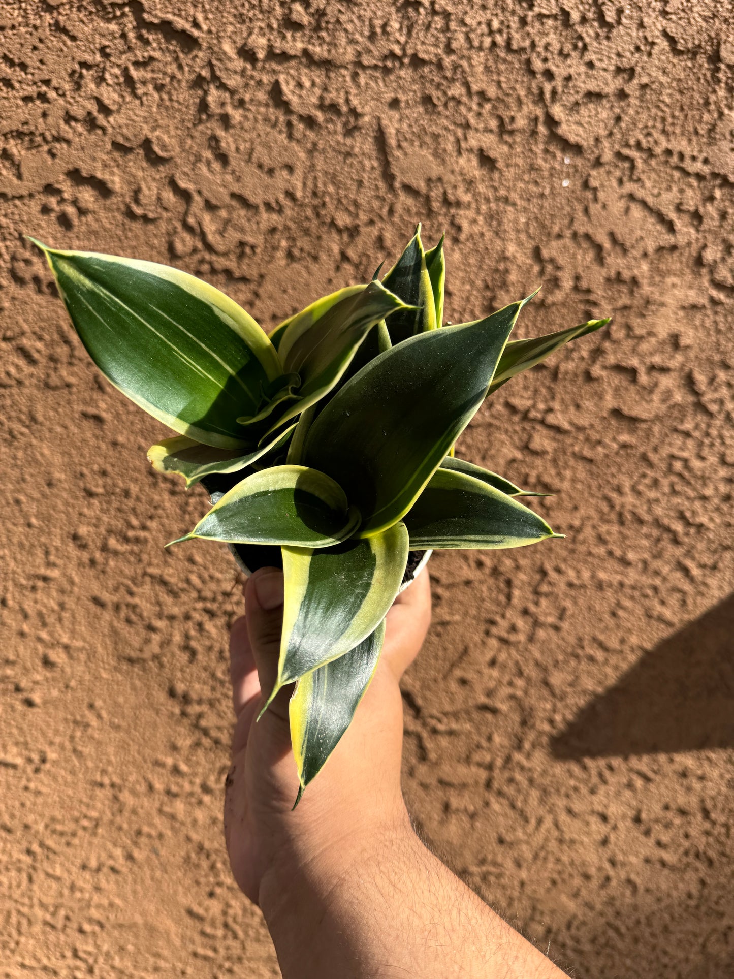 Star Power Sansevieria (Random Variety)