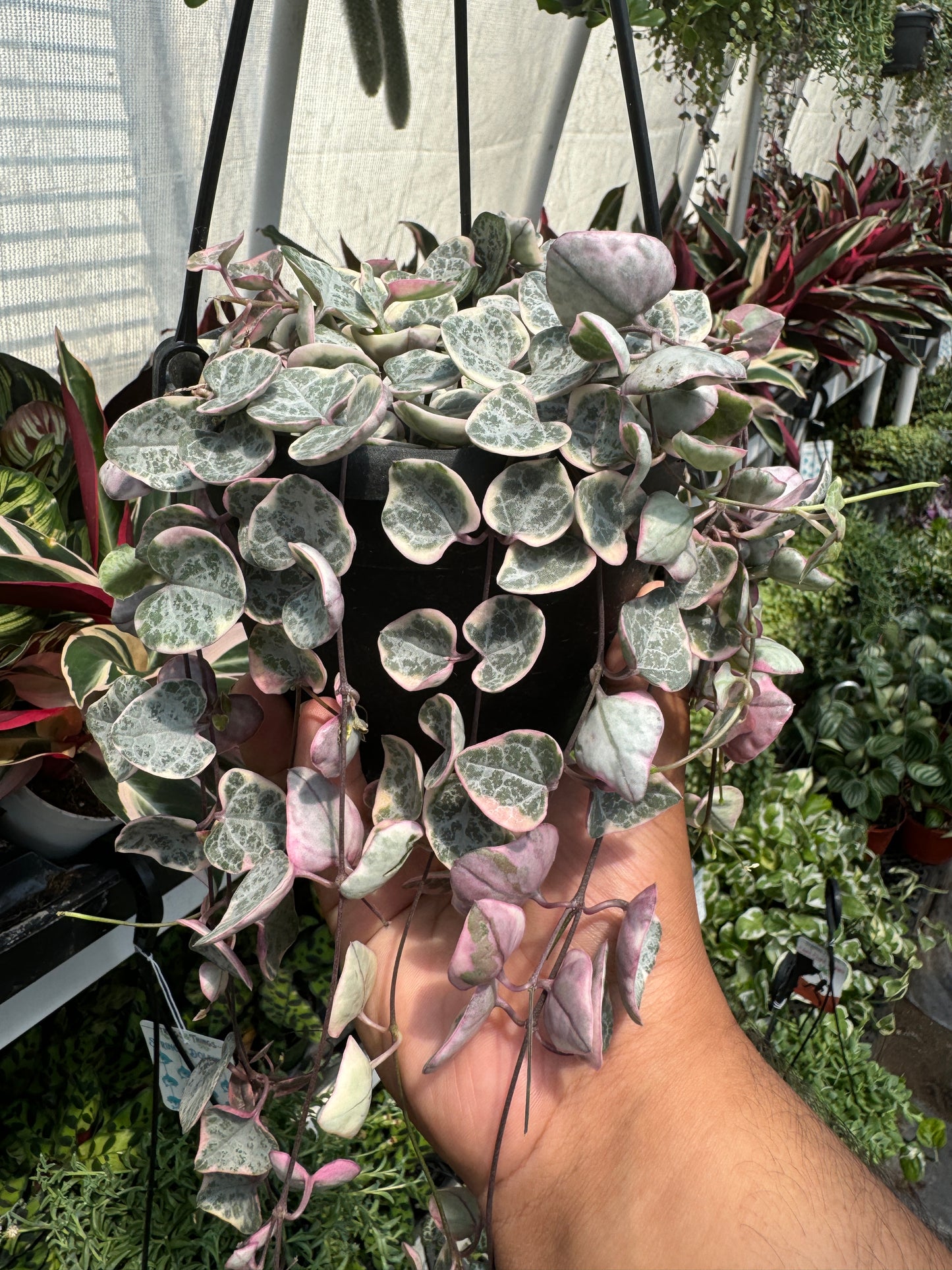 Variegated String Of Hearts (Ceropegia Woodii f. Variegata)