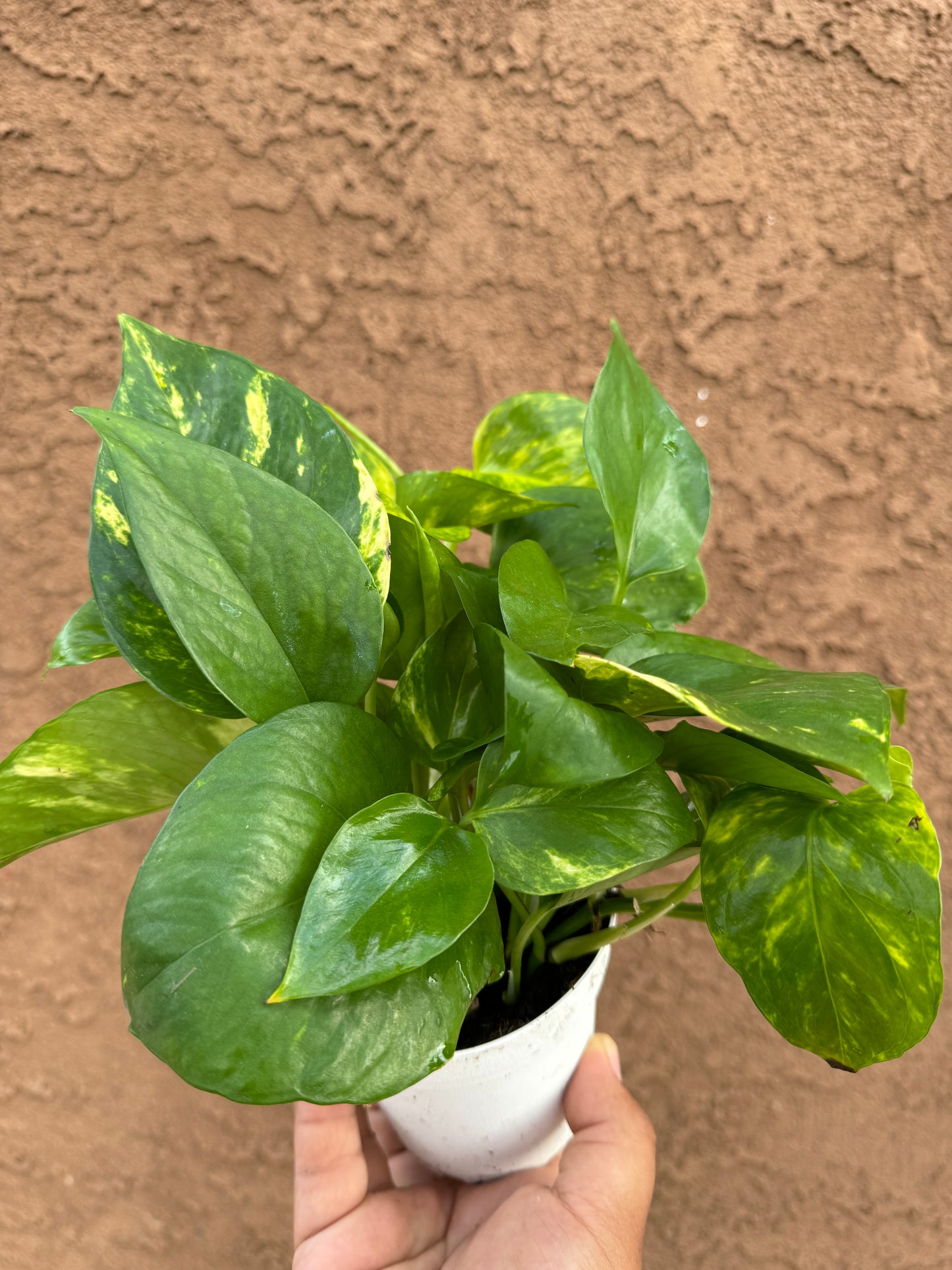 Golden Pothos