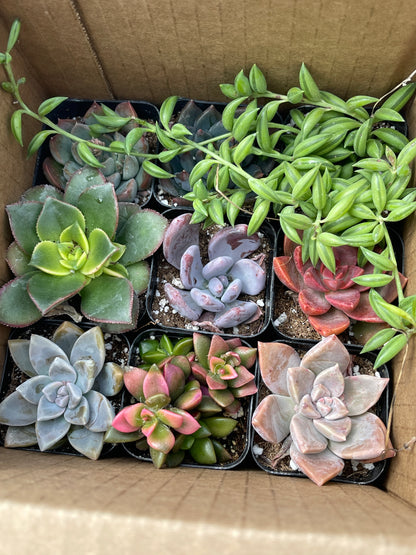 Assorted Mini Succulents