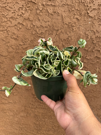 Variegated Hoya Hindu Rope