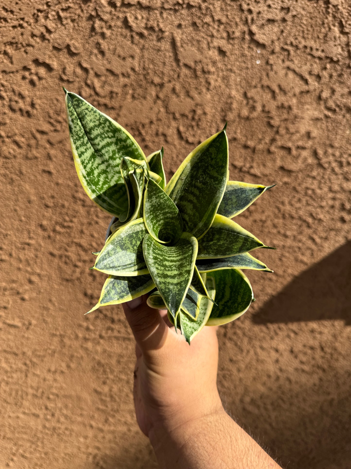 Star Power Sansevieria (Random Variety)