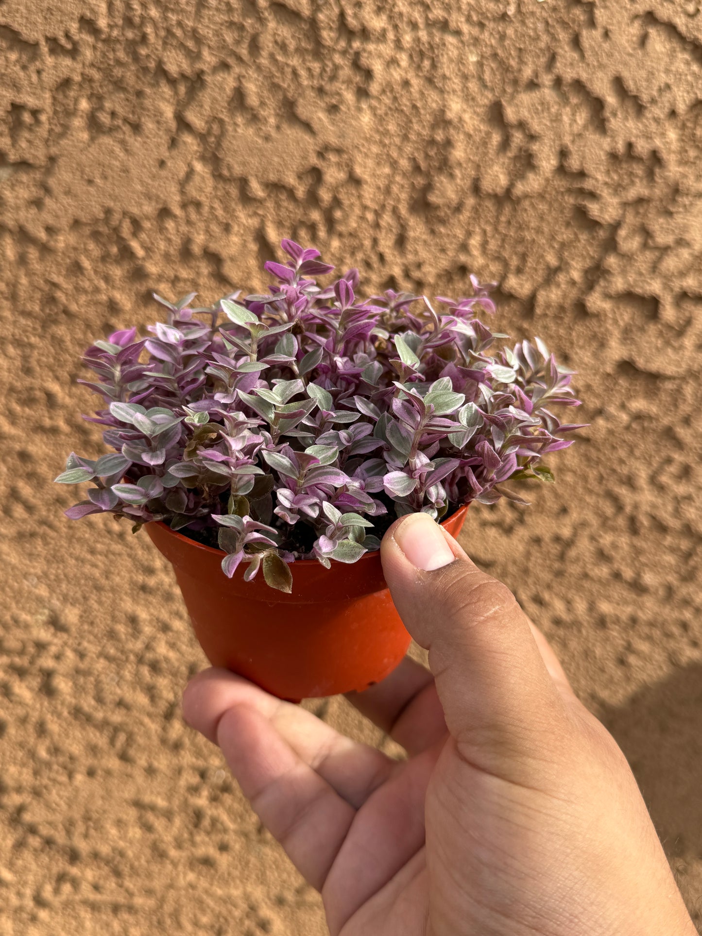 Pink Panther (Callisia repens)