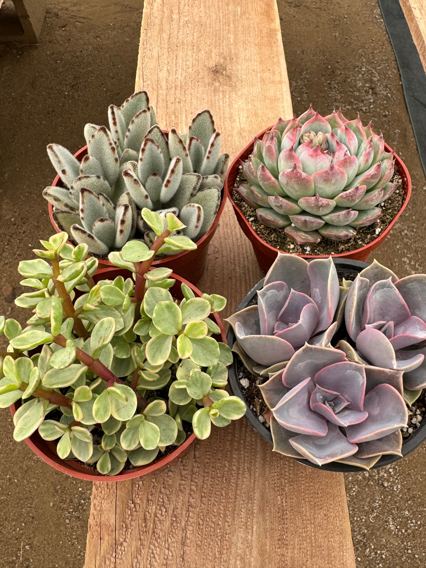 Assorted 4 Inch Succulents