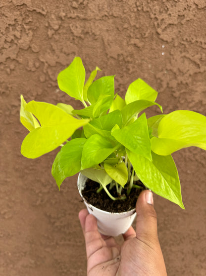 Pothos Neon