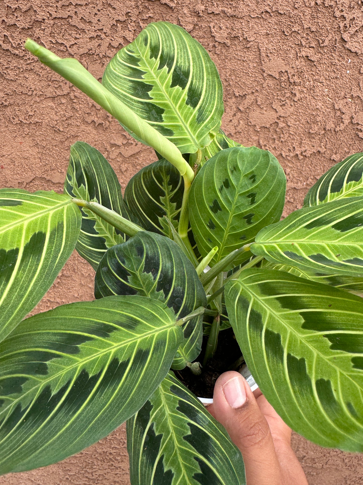 Free Prayer Plant