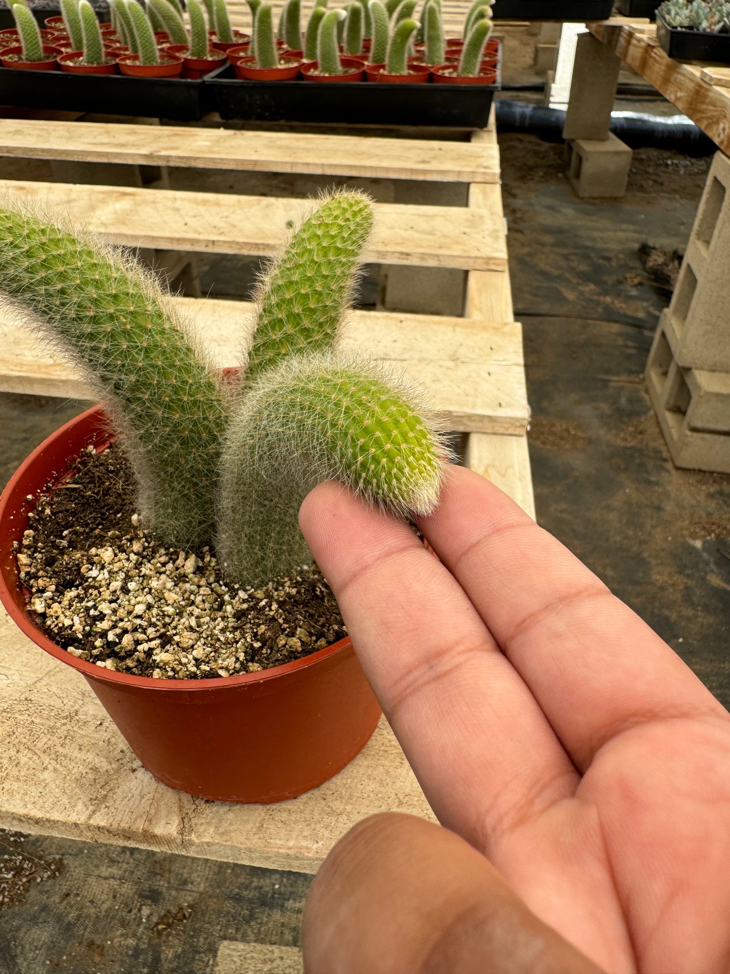 Monkey Tail Cactus (Soft Cactus)