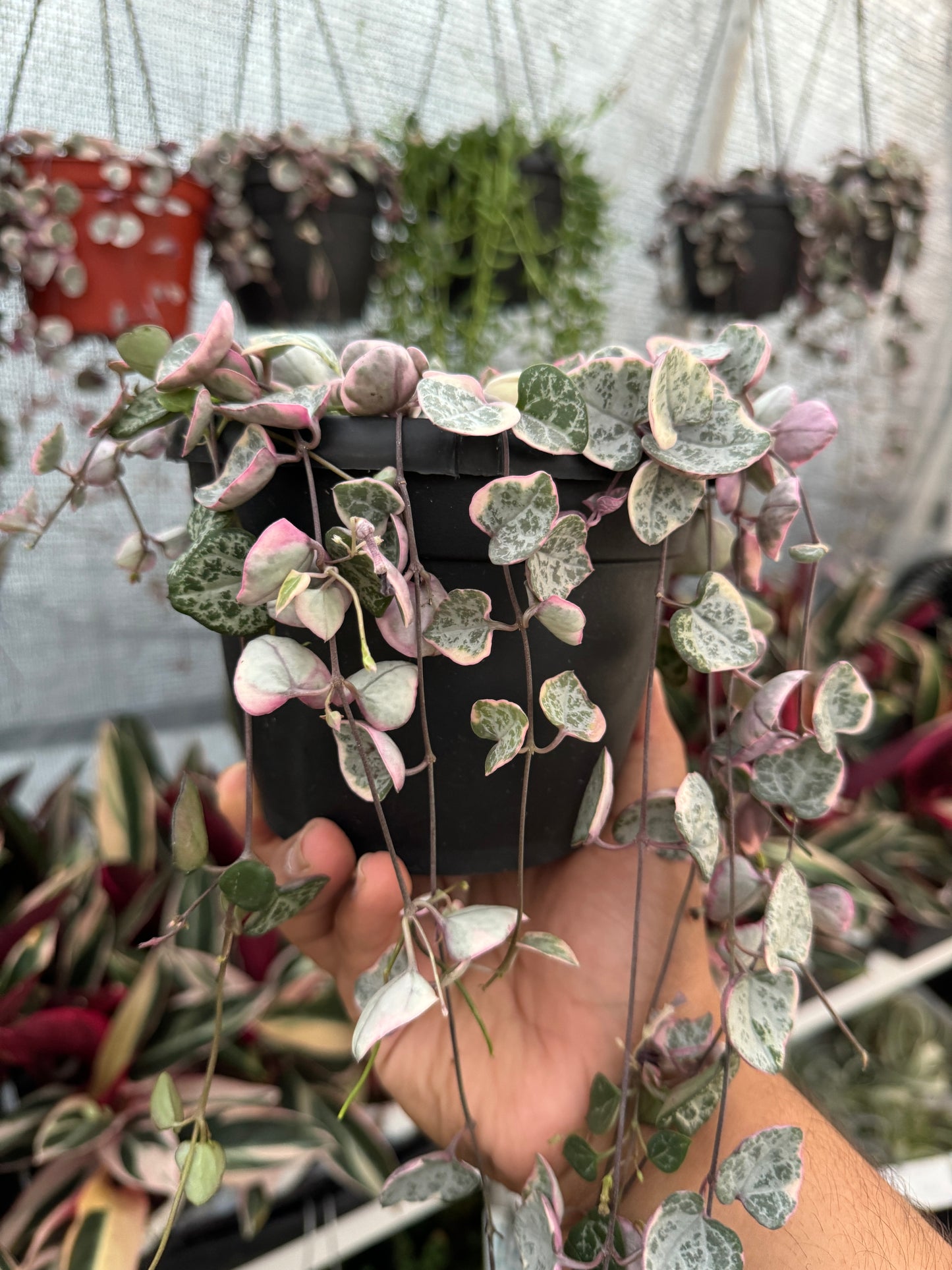 Variegated String Of Hearts (Ceropegia Woodii f. Variegata)