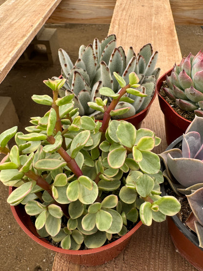 Assorted 4 Inch Succulents