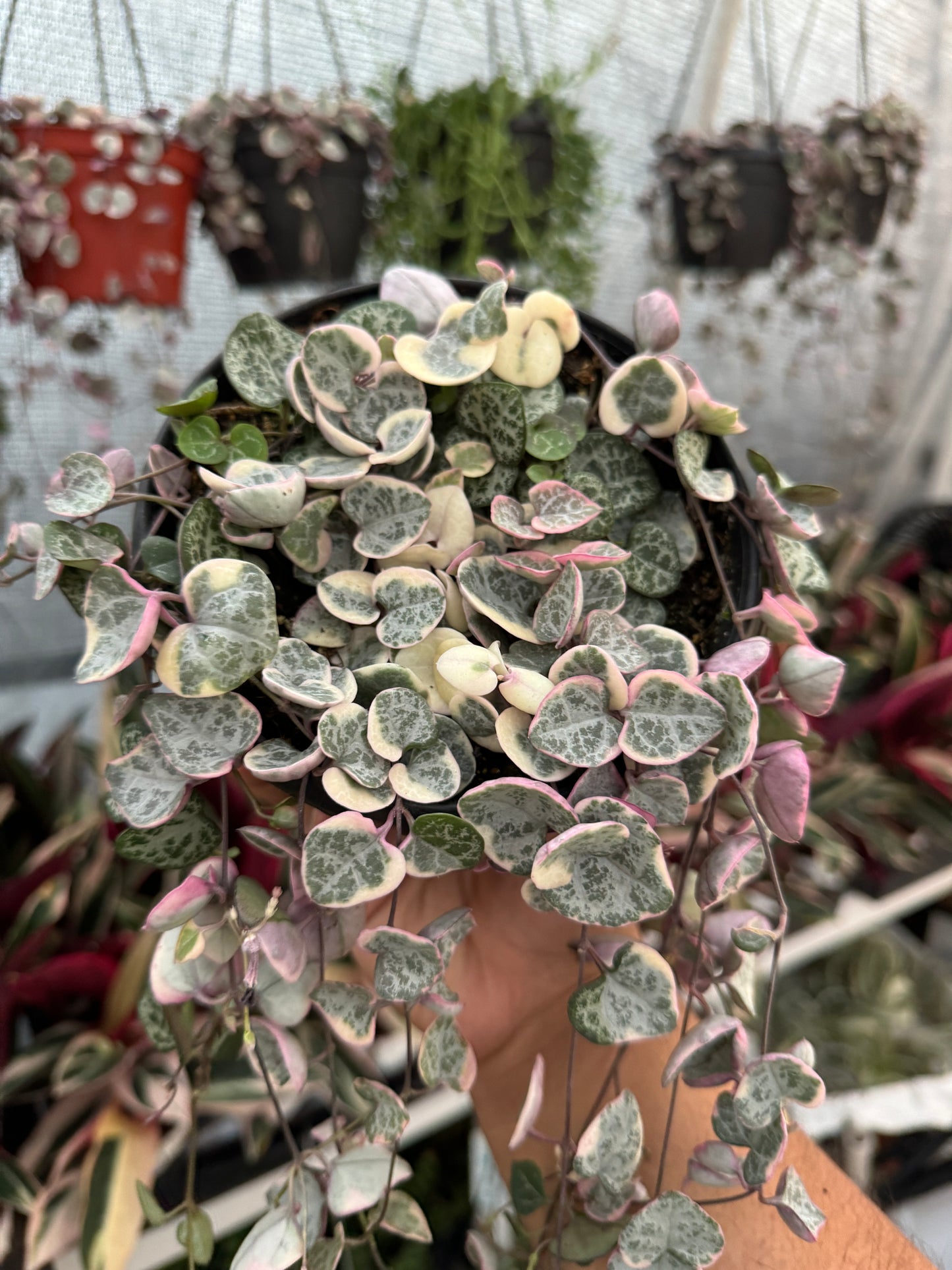 Variegated String Of Hearts (Ceropegia Woodii f. Variegata)