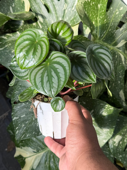 Peperomia Watermelon (Peperomia argyreia)