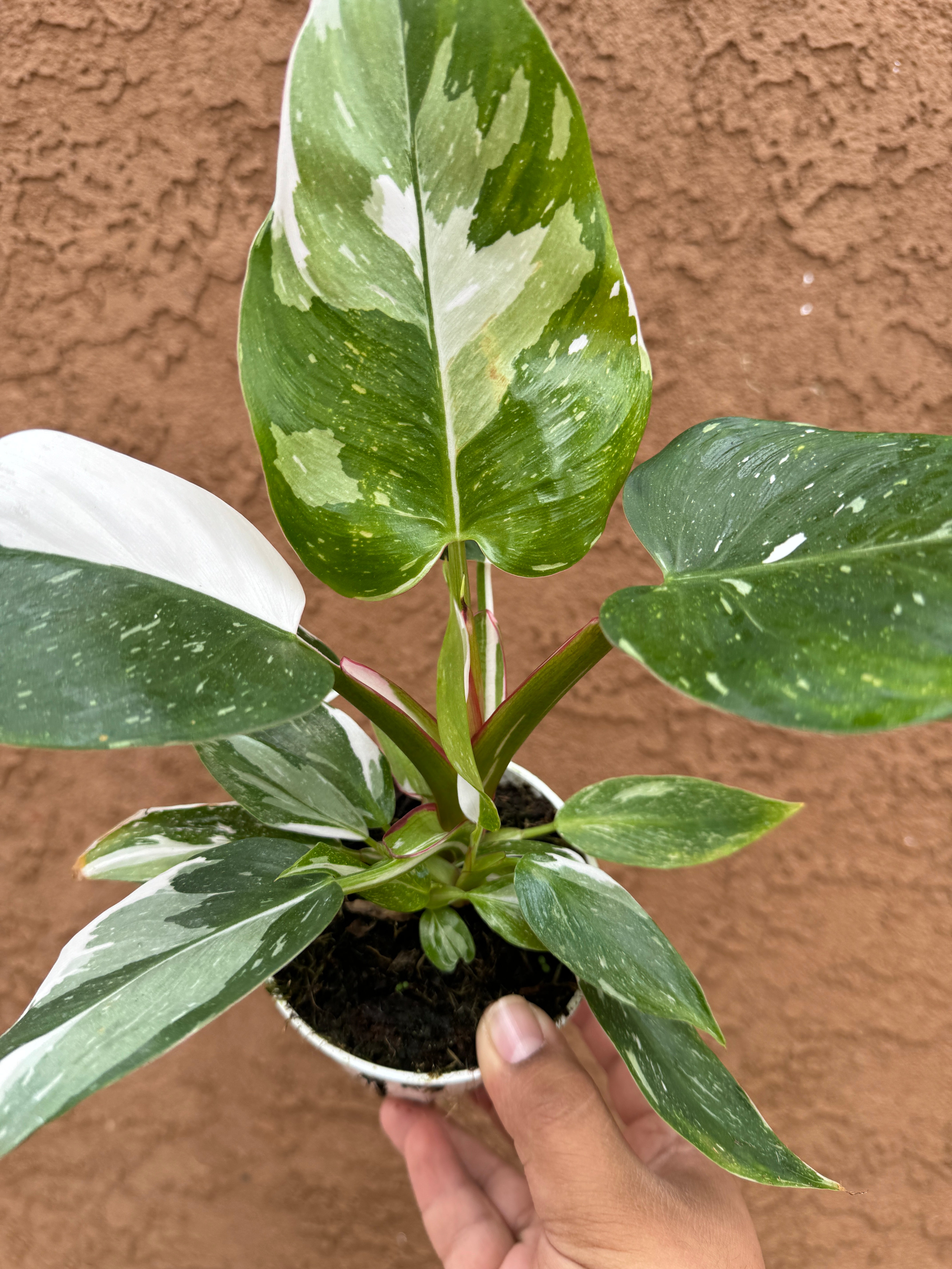 Philodendron White Princess WPP D14 High Variegation! store