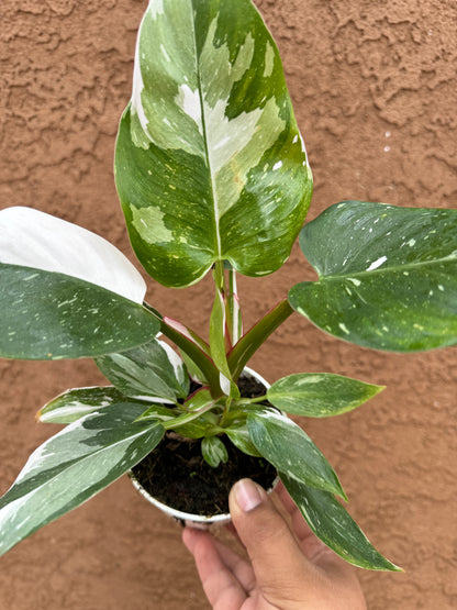 White Princess Philodendron 4”