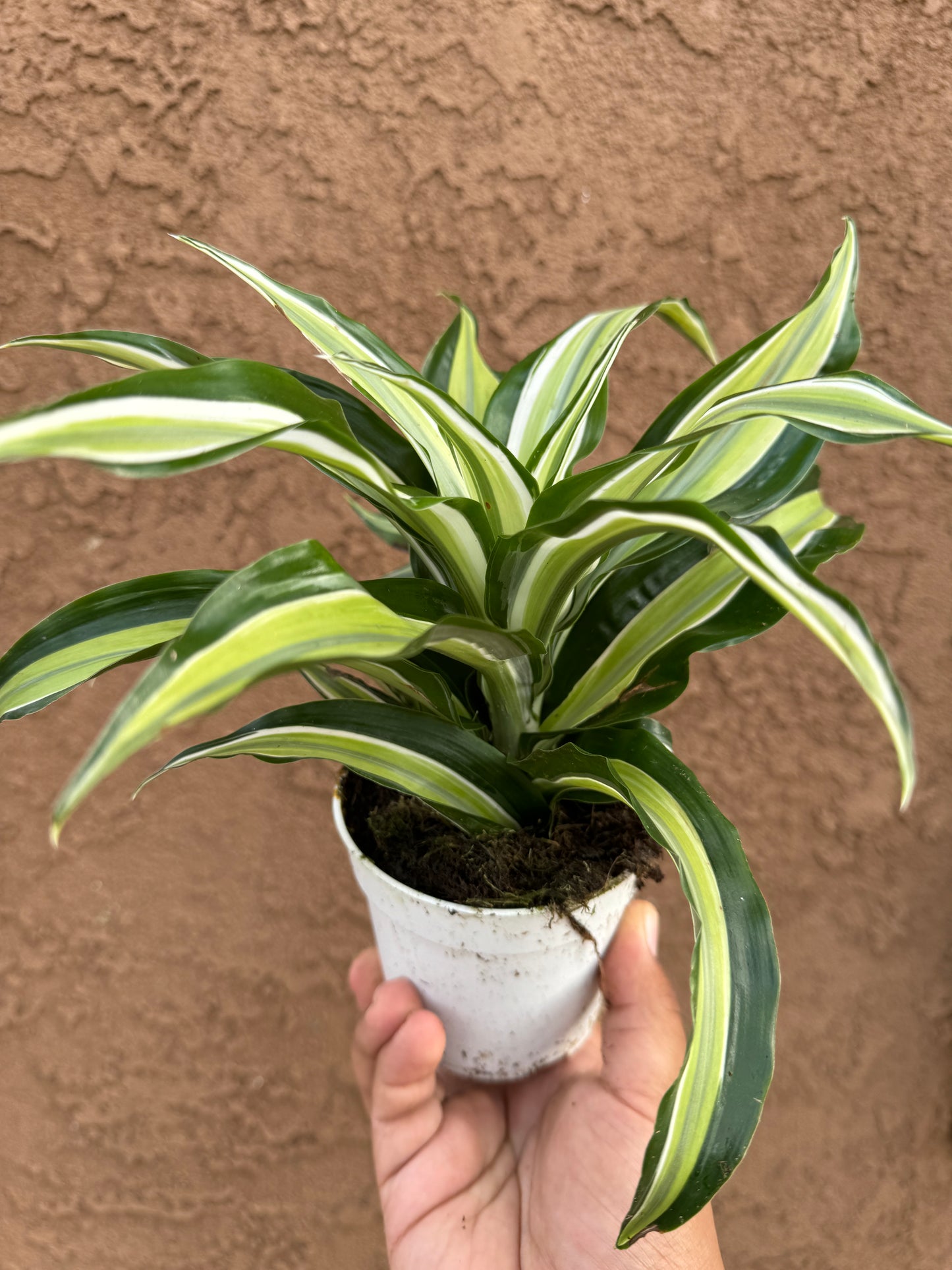 Dracaena Malaika Dragon