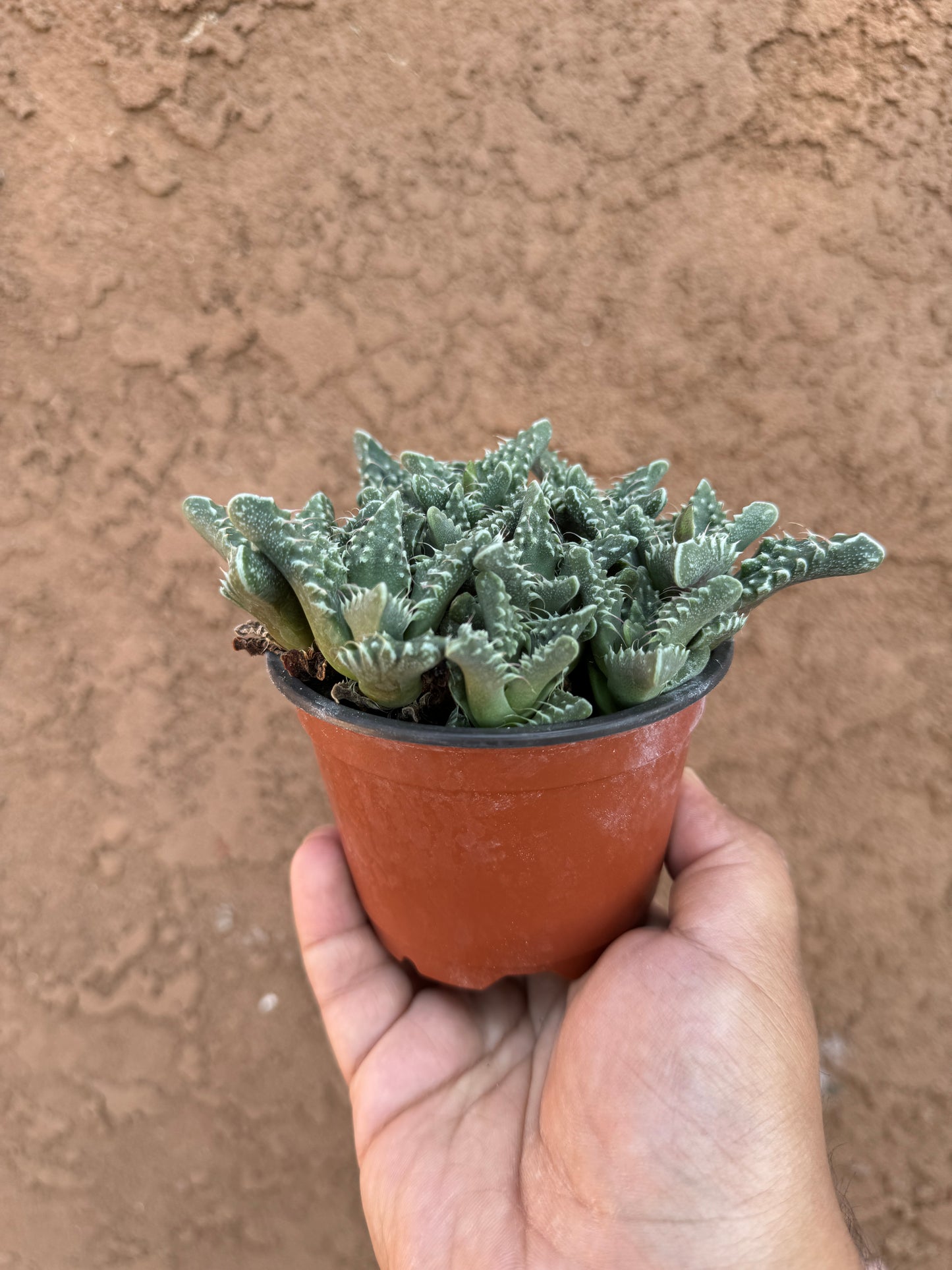 Tiger Jaws Succulent