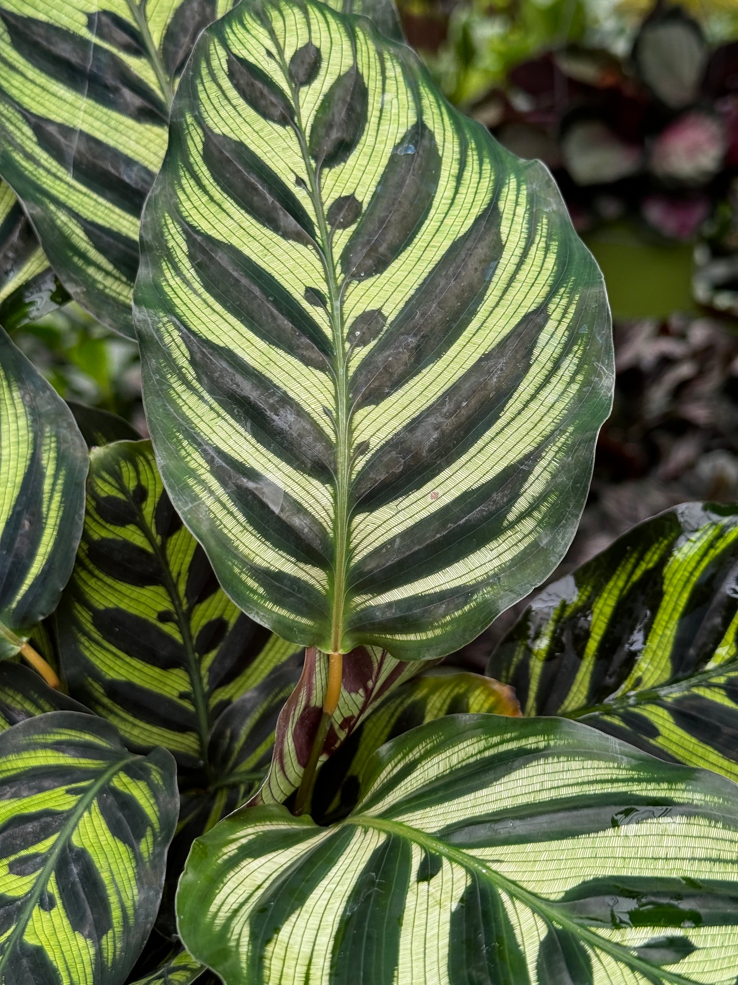 Peacock Calathea 4” (Calathea Makoyana)