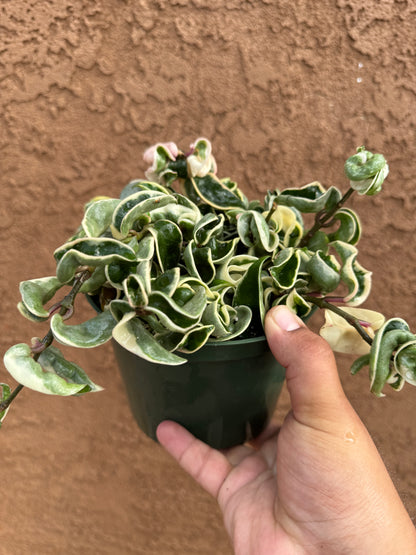 Variegated Hoya Hindu Rope