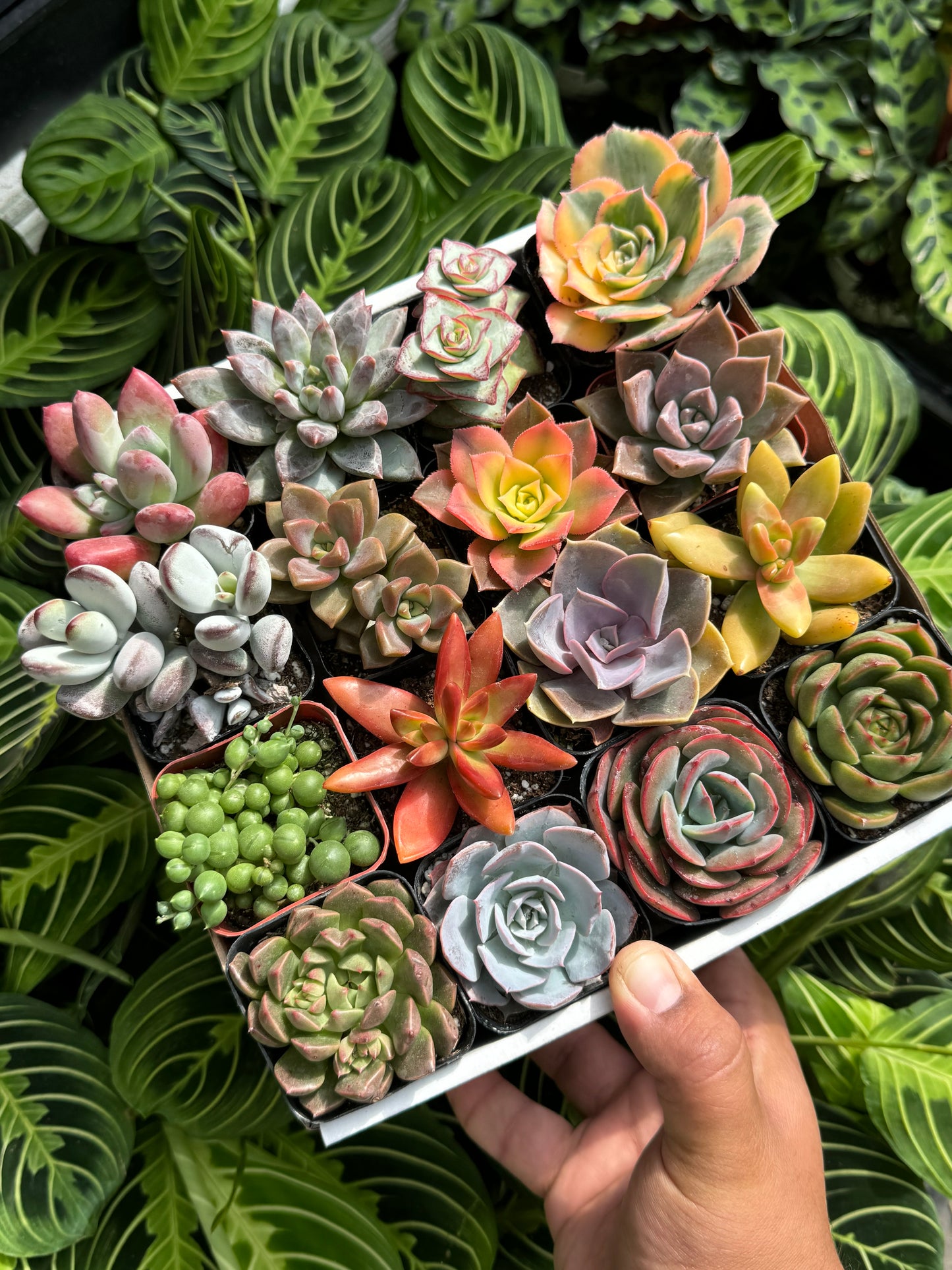 Assorted Mini Succulents