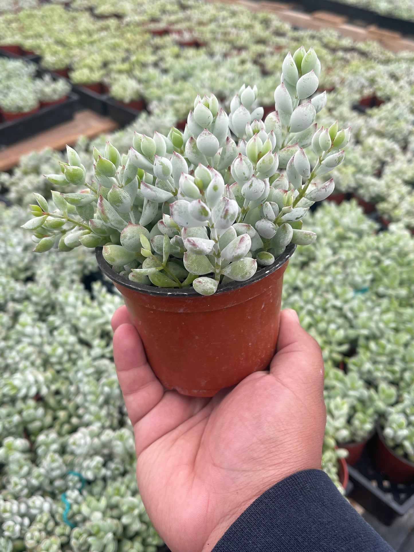 Cotyledon Pendens