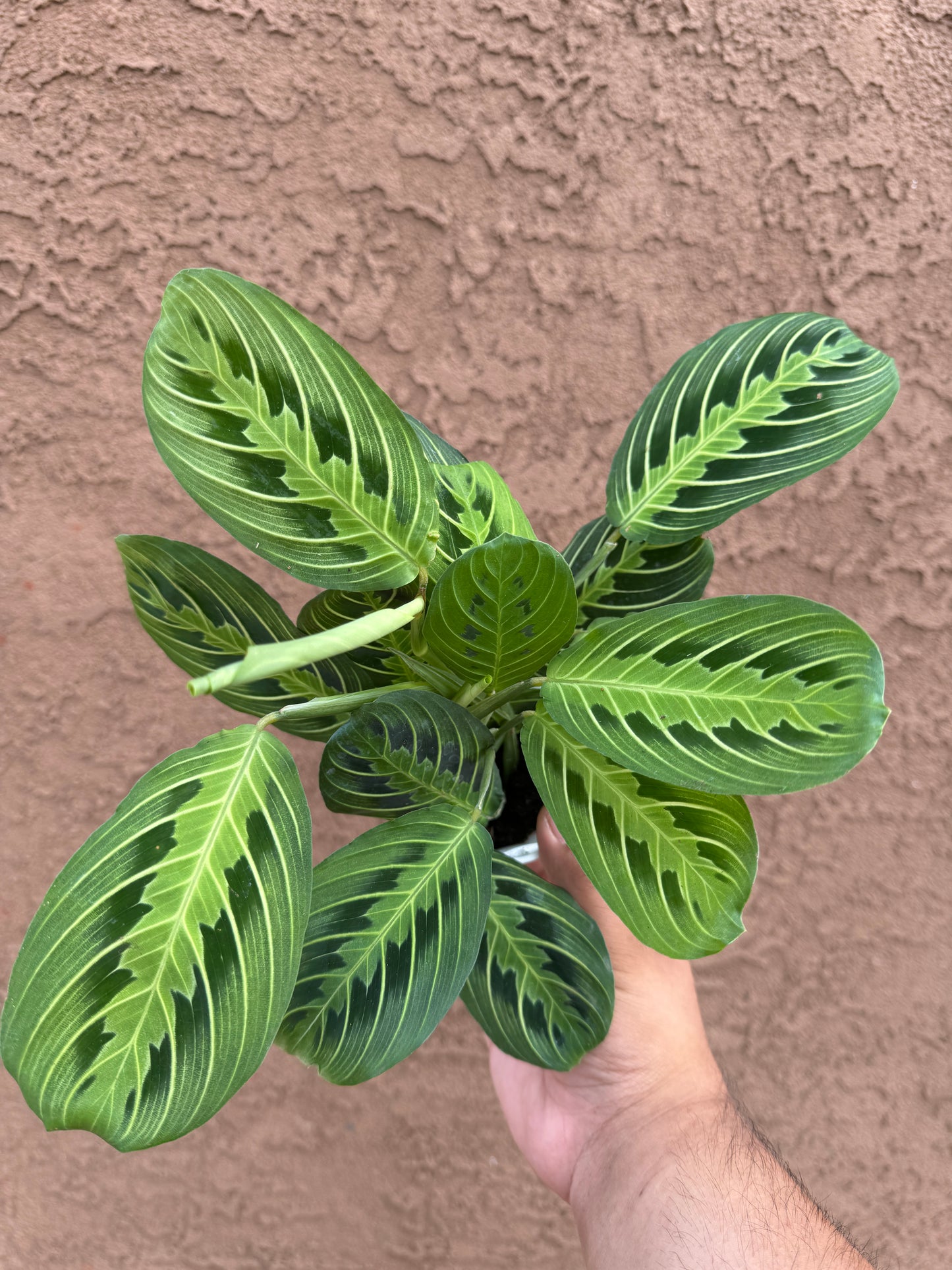 Free Prayer Plant