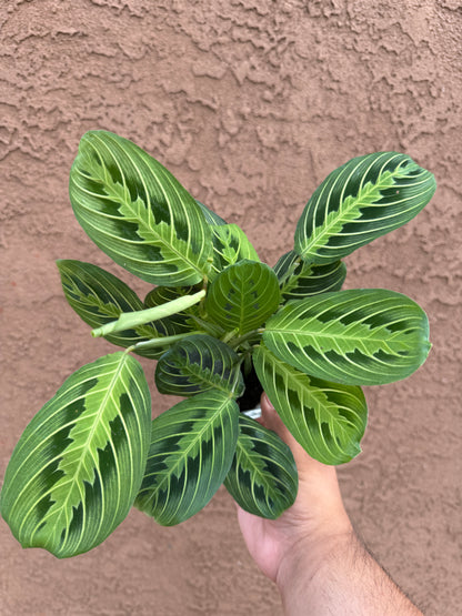 Free Prayer Plant