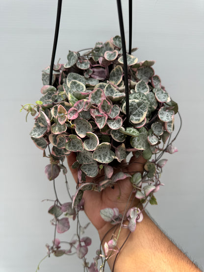 Variegated String Of Hearts (Ceropegia Woodii f. Variegata)