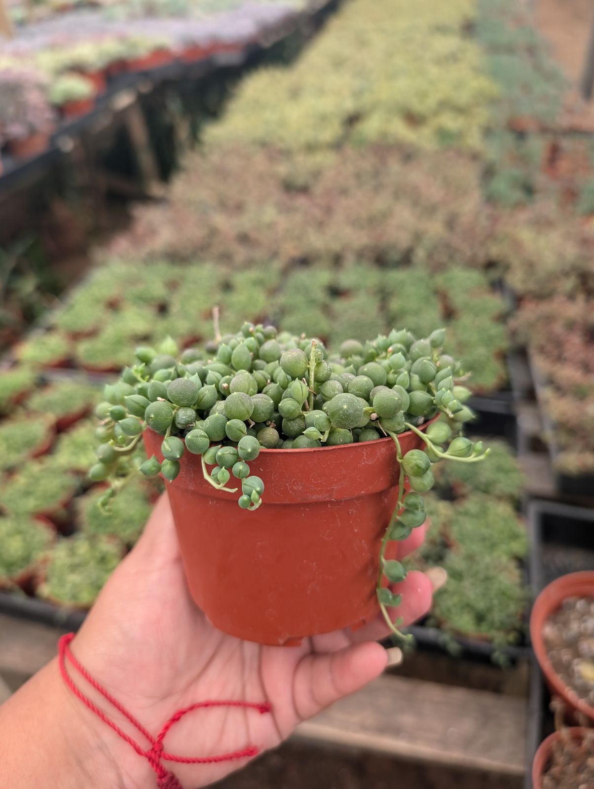 String Of Pearls (Senecio Rowleyanus)