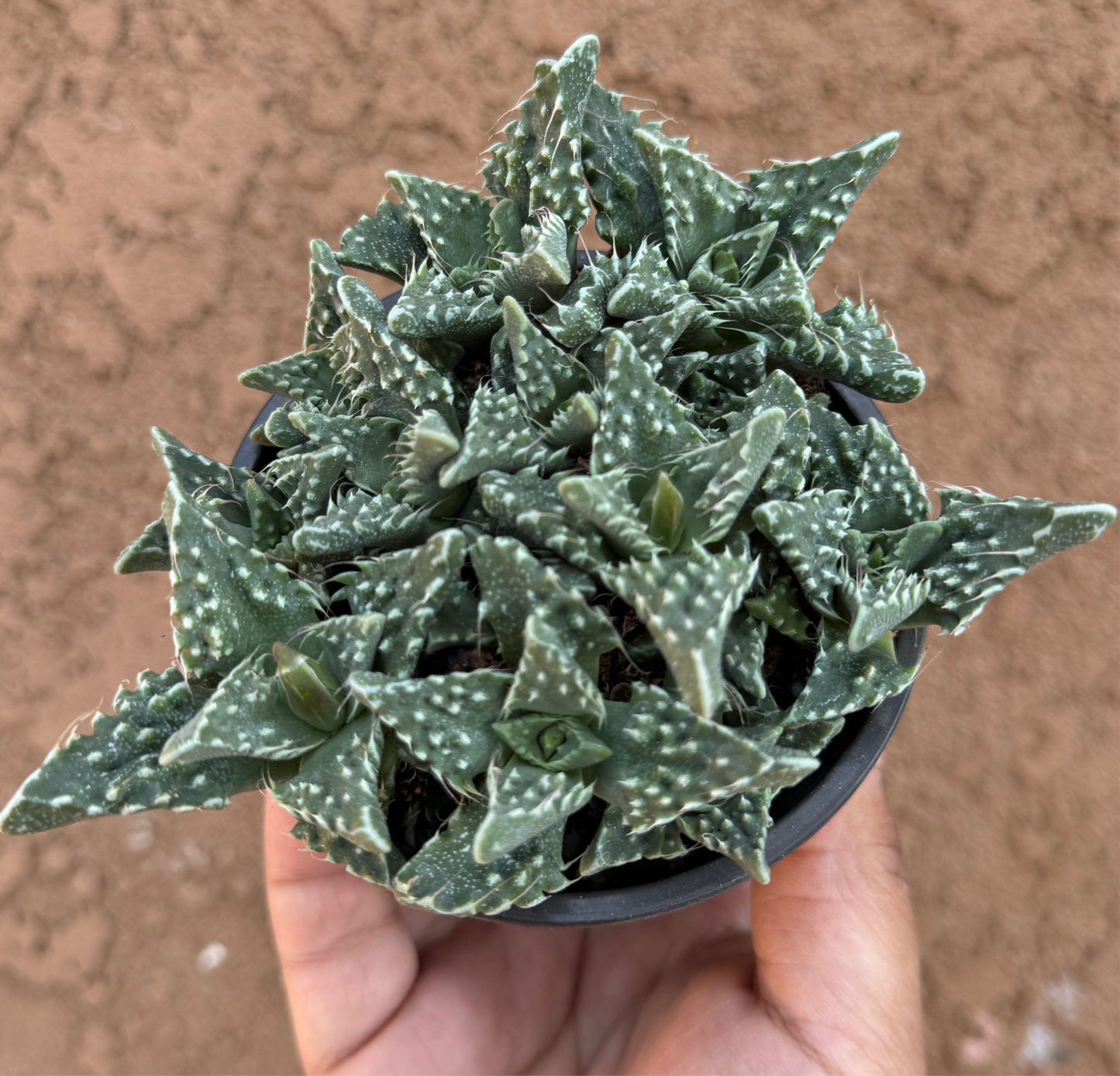 Tiger Jaws Succulent