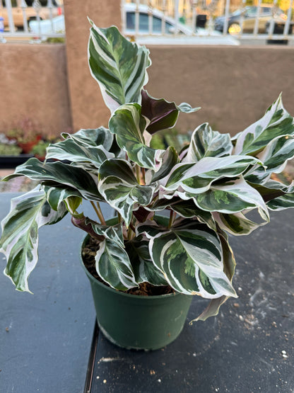 Calathea White Fusion