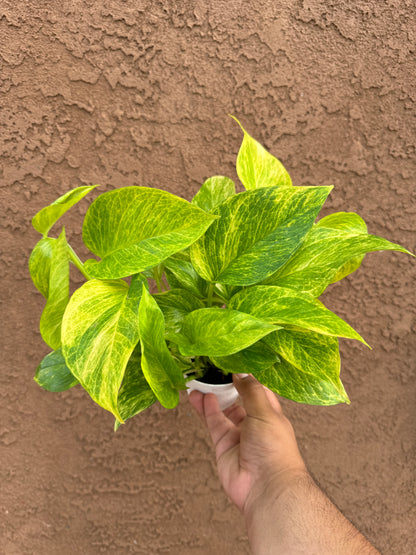 Neon Queen Pothos