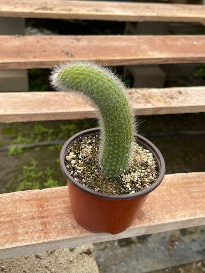 Monkey Tail Cactus (Soft Cactus)