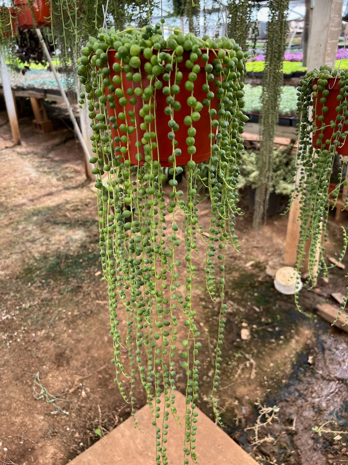 String Of Pearls (Senecio Rowleyanus)