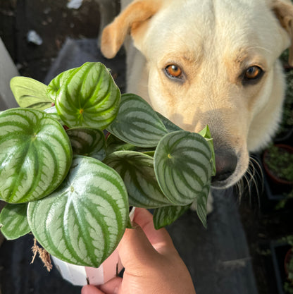 Peperomia Watermelon (Peperomia argyreia)