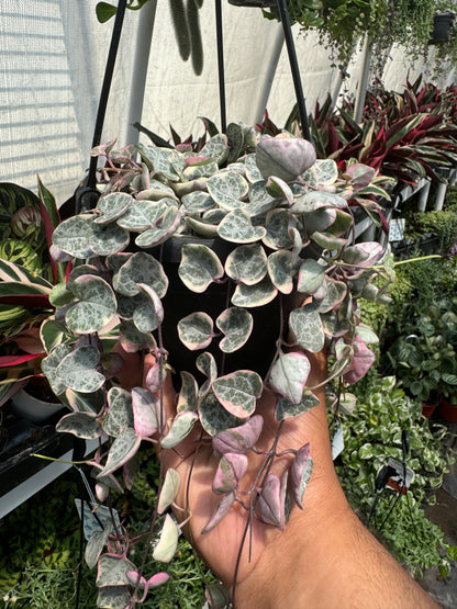 Variegated String Of Hearts (Ceropegia Woodii f. Variegata)