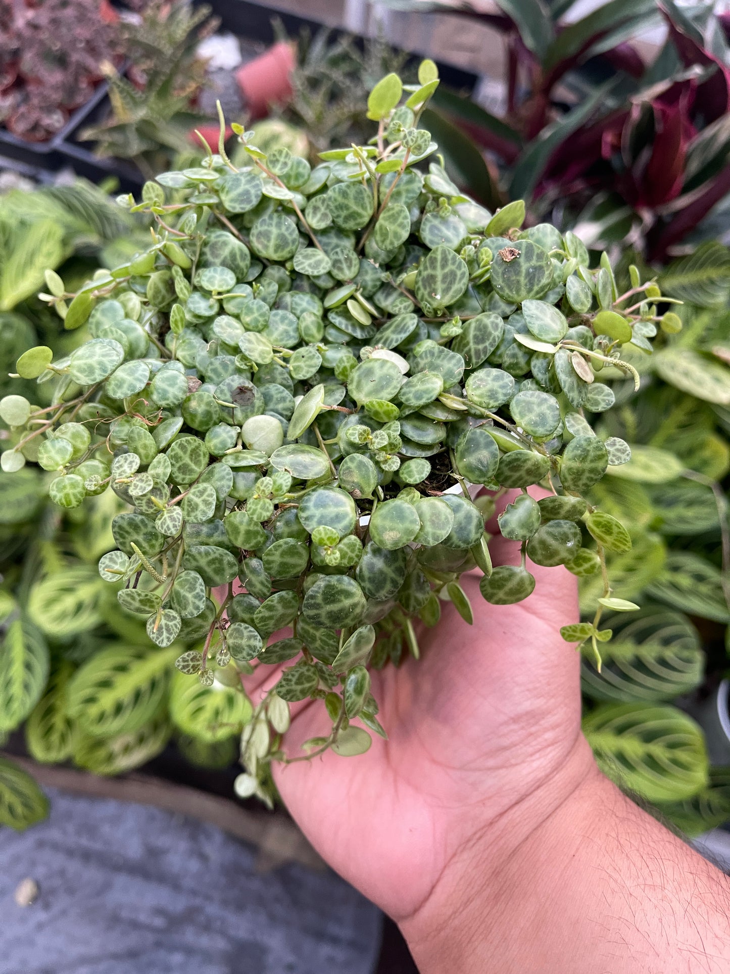 String Of Turtles (Peperomia Prostrata)