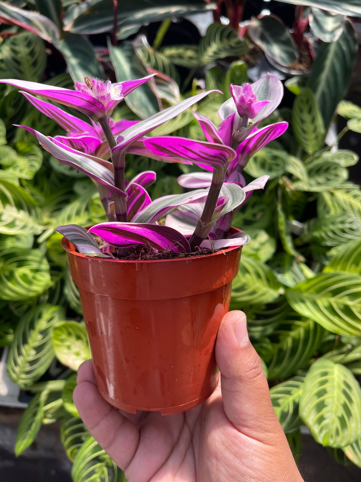 Tradescantia Nanouk (Pink Wandering Dude)