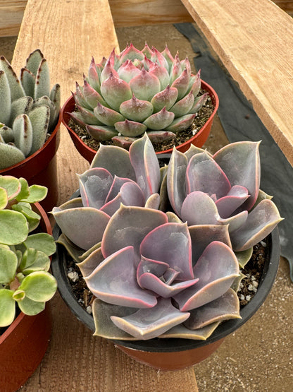 Assorted 4 Inch Succulents