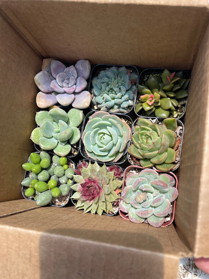 Assorted Mini Succulents