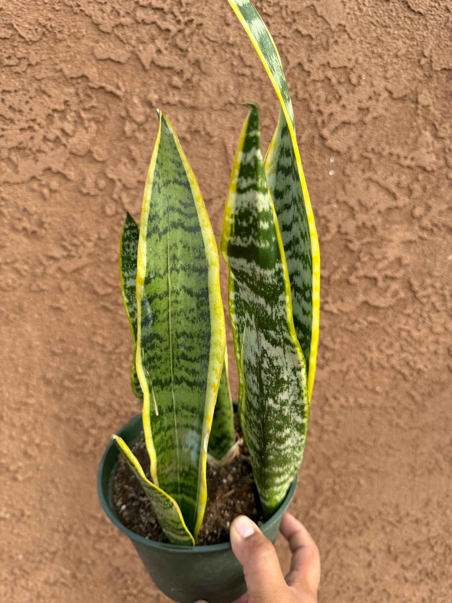 Snake Plant 'Laurentii'