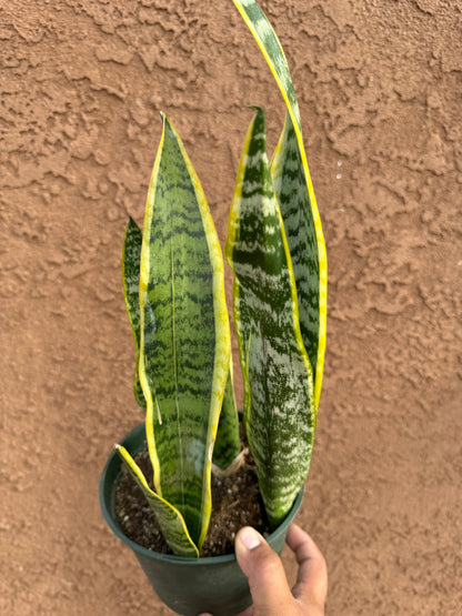 Snake Plant 'Laurentii'