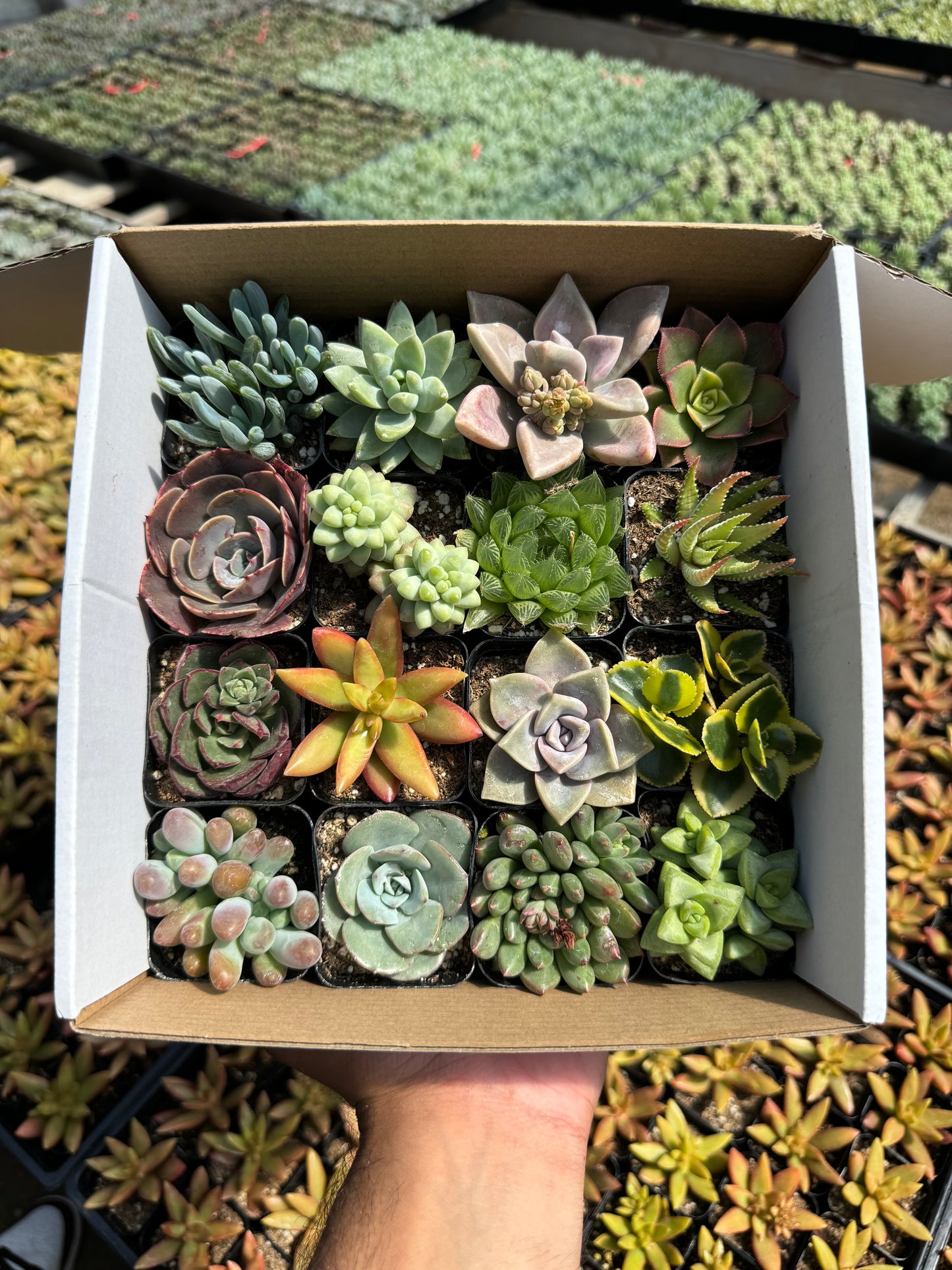 Assorted Mini Succulents