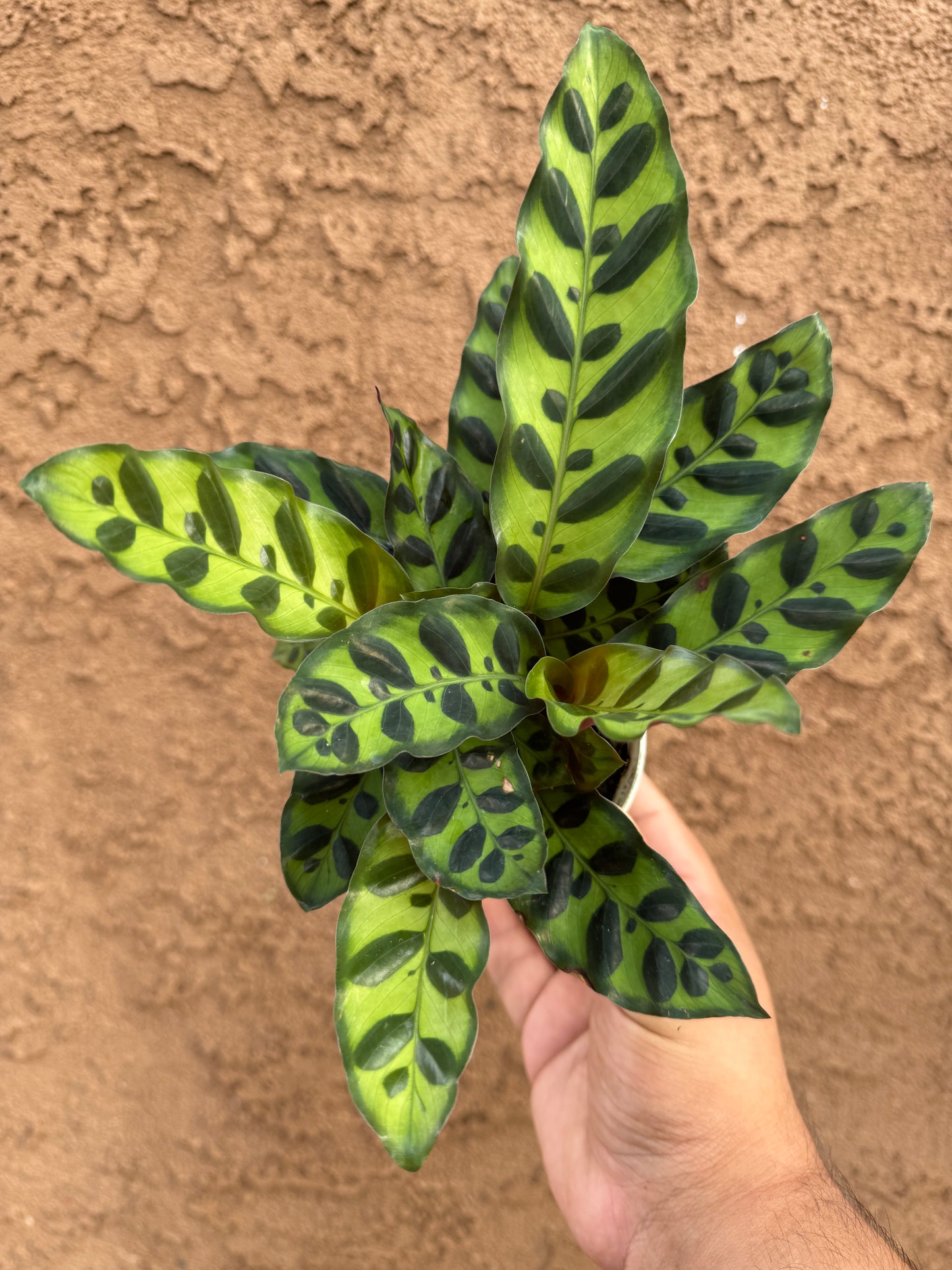 Rattlesnake Calathea (Calathea Lancifolia)