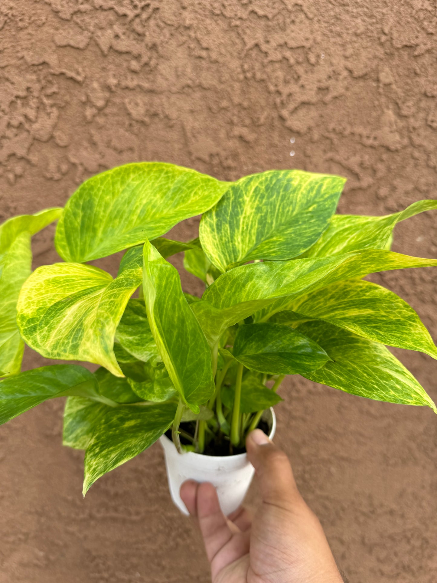 Neon Queen Pothos