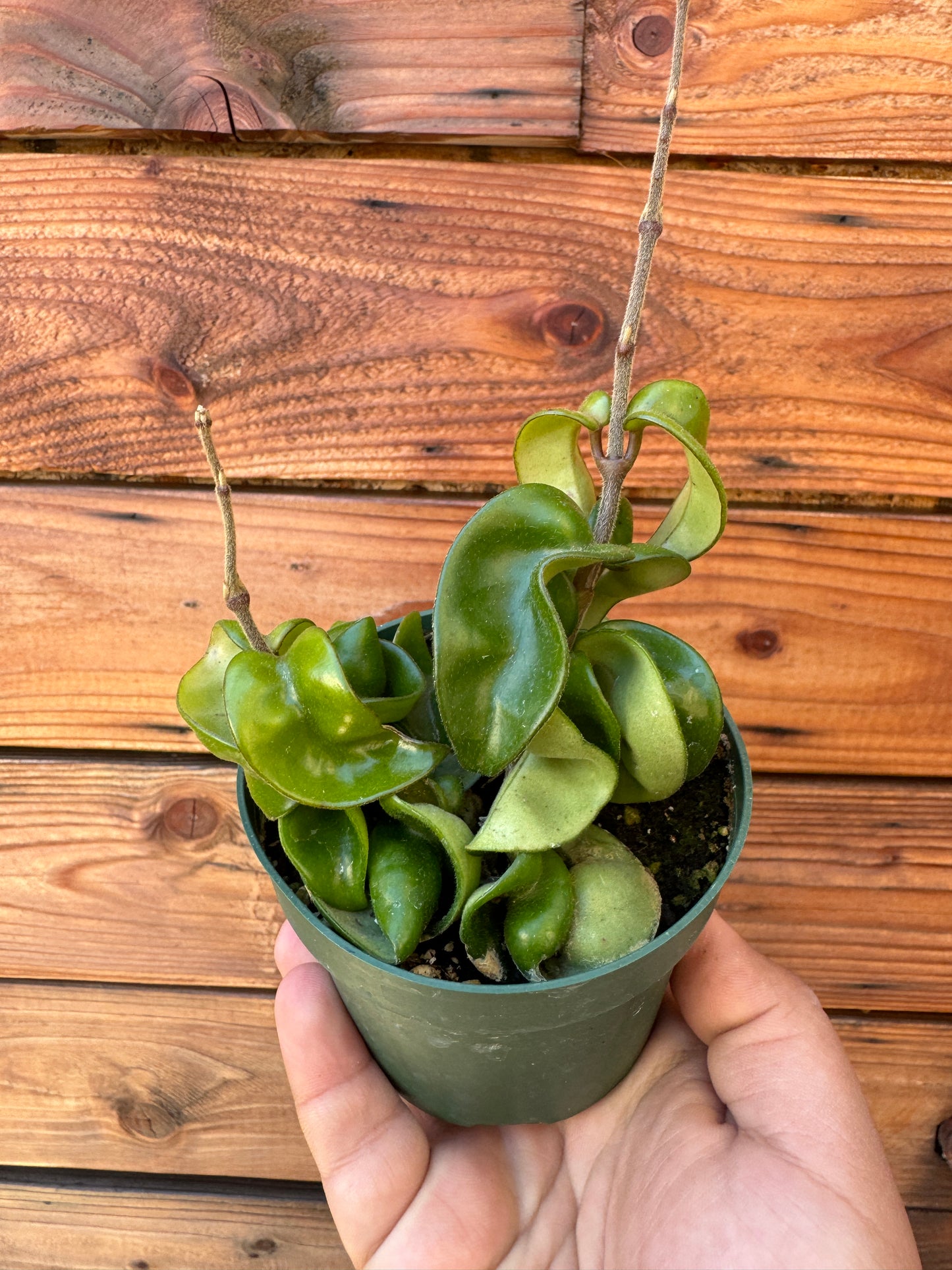 Assorted Hoya Bundle Box