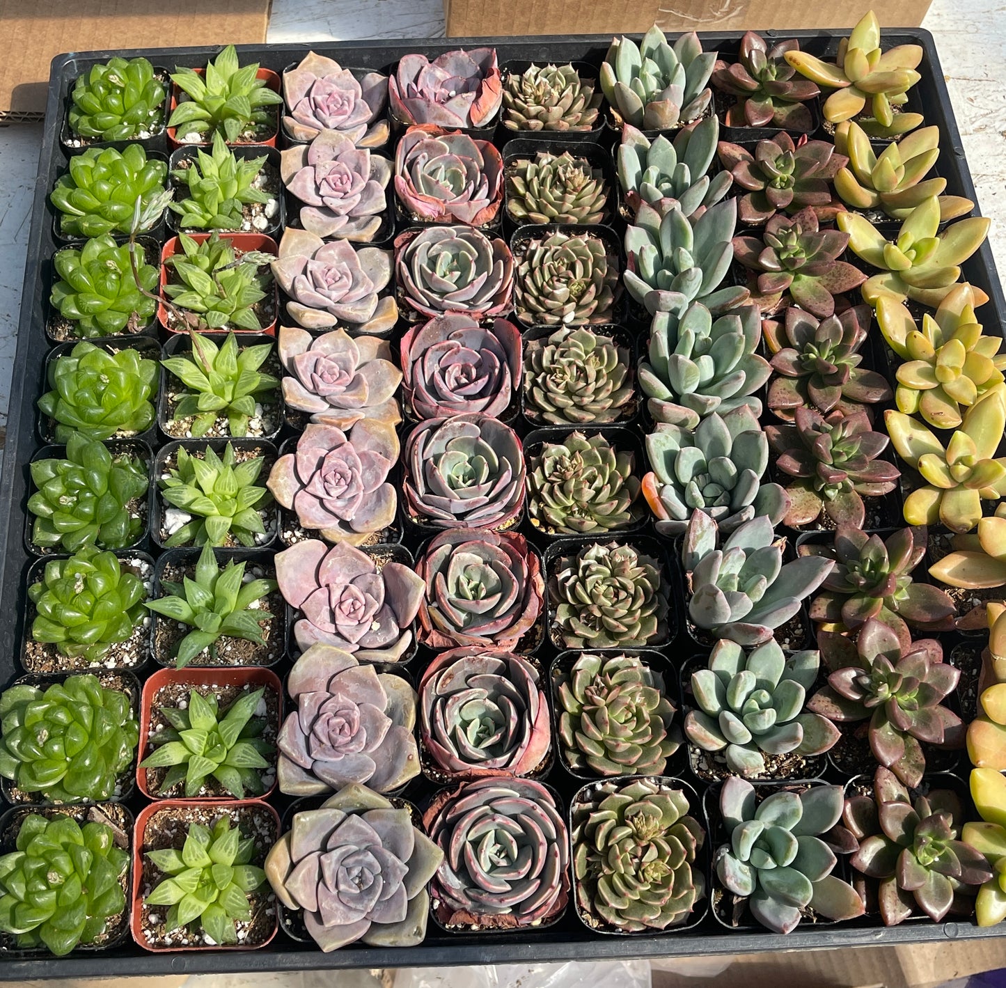 Assorted Mini Succulents