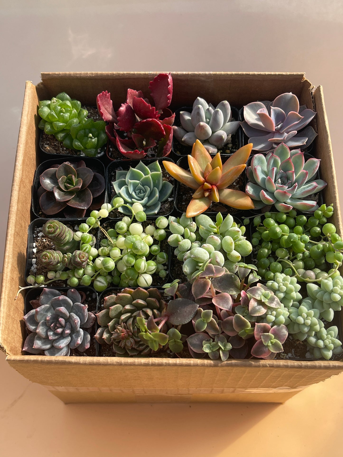 Assorted Mini Succulents