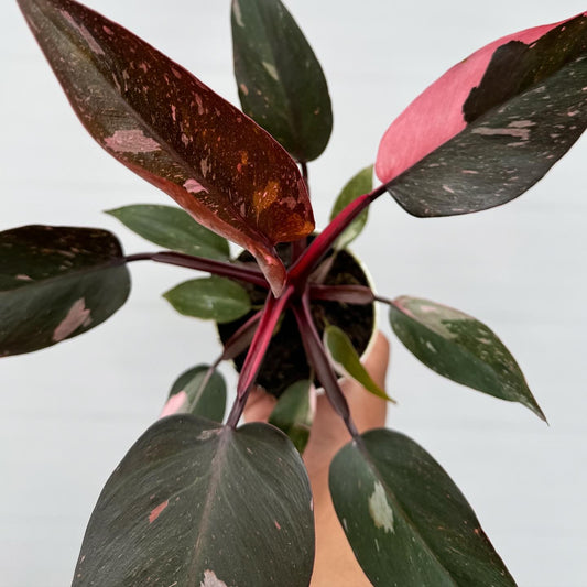 Pink Princess Philodendron 4”