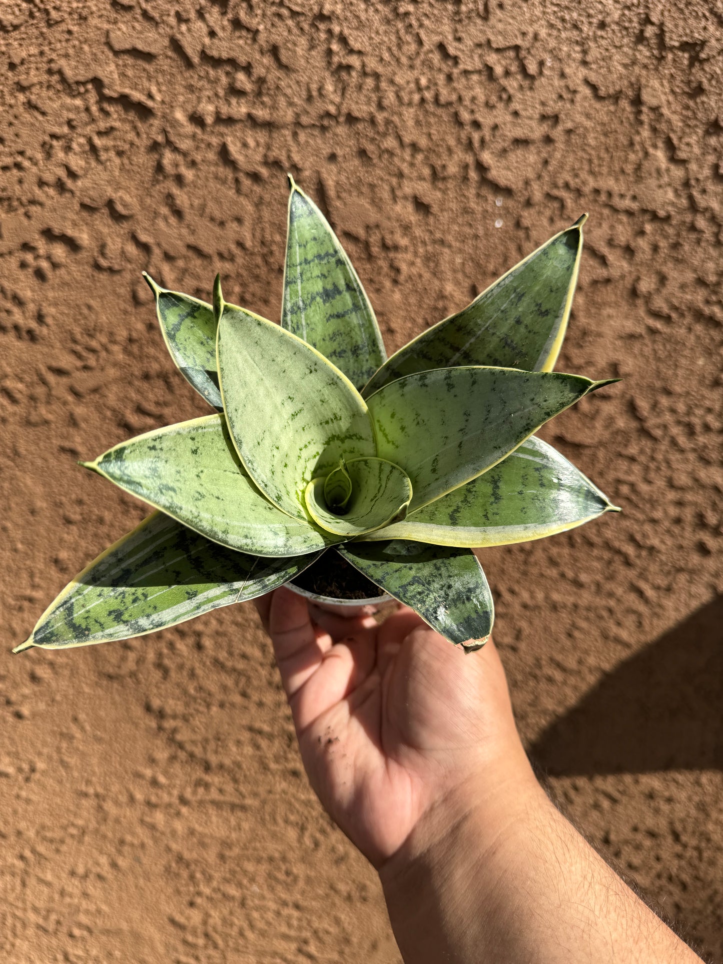 Star Power Sansevieria (Random Variety)