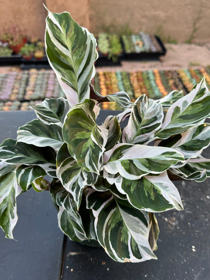 Calathea White Fusion